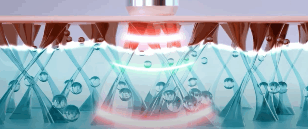 DP1